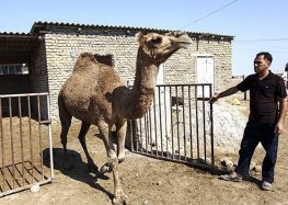 How Many Camels is One Human Life Worth? Attorney Calls For Reform in Iran’s “Blood Money” Scheme